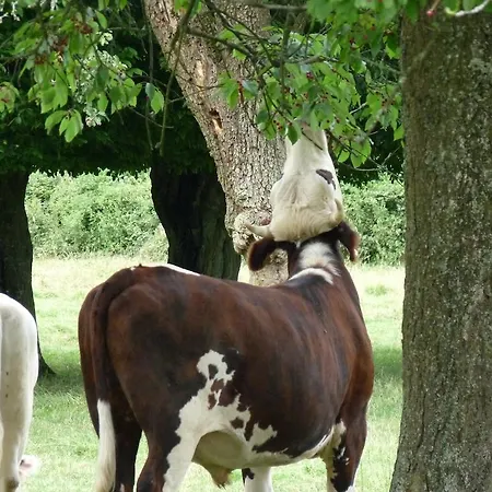 Bed & Breakfast L'etape Normande